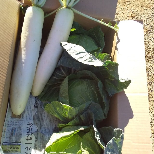 【ふるさと納税】 冬のSAYURAN 野菜セット 野菜 詰合せ セット ダイコン 大根 キャベツ かぶ カブ ほうれん草 根野菜 葉野菜 期間限定 美味しい 鍋 野菜料理 ごはん 夕食 ディナー 旬 三浦野菜 田中農園 SAYURAN 神奈川 三浦市 おすすめ ランキング プレゼント ギフト