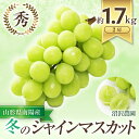 【ふるさと納税】【令和6年産先行予約】 【南陽市農業祭 最優秀賞受賞農家】 冬のシャインマスカット 約1.7kg (2～3房 秀) 《令和6年12月中旬～12月25日発送》 『沼沢農園』 マスカット ぶどう 種なし 果物 フルーツ デザート 山形県 南陽市 [857]