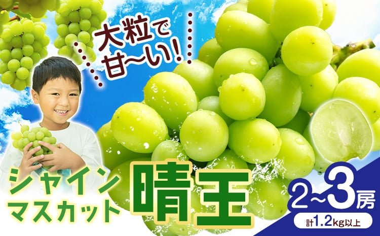 
                  【2026年先行予約】シャインマスカット【晴王】 岡山県産 2〜3房(計1.2kg以上) 株式会社Myself《2026年9月上旬-10月下旬頃出荷》マスカット 送料無料 岡山県 浅口市 ぶどう フルーツ 果物 贈り物 ギフト
                