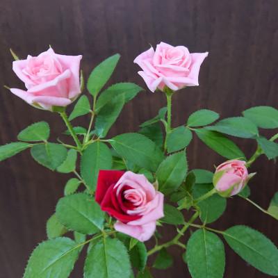 ふるさと納税 杵築市 『天使のバラ』薔薇だけの自立型花束(ピンク系) |  | 03