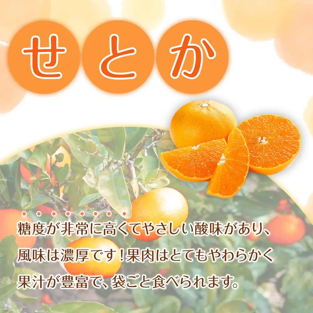 〈2027年2月下旬から順次発送予定〉せとか 約3kg せとかみかん［RN130］