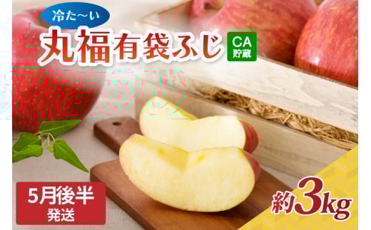 【2026年5月後半発送】りんご ふじ 3kg 程度【選べる配送時期】 丸福 有袋ふじ 冷た～い青森県産CA丸福有袋フジ約3㎏【 青森 五所川原 有袋ふじりんご リンゴ クール便 ＣＡ貯蔵 青森りんご 林檎 】