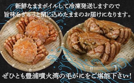 【地元現役漁師が厳選！！】ボイル・毛ガニ2尾（1尾400～500g）北海道 豊浦 噴火湾 【 ふるさと納税 人気 おすすめ ランキング 魚介類 カニ 蟹 かに 毛がに 毛蟹 大容量 お得 おいしい 美