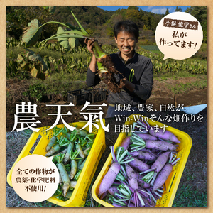 山梨県上野原市産 厳選３種の芋（里芋・京芋・海老芋）セット 各約1.2kg×3種