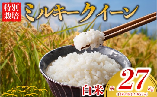 【選べる品種】 特別栽培米 ミルキークイーン 約27kg×1（白米）阿蘇アグロスタイル 精米 米 ごはん 人気 美味しい みるきーくいーん 甘味 もちもち なめらか 減農薬 湧水 熊本県 阿蘇市