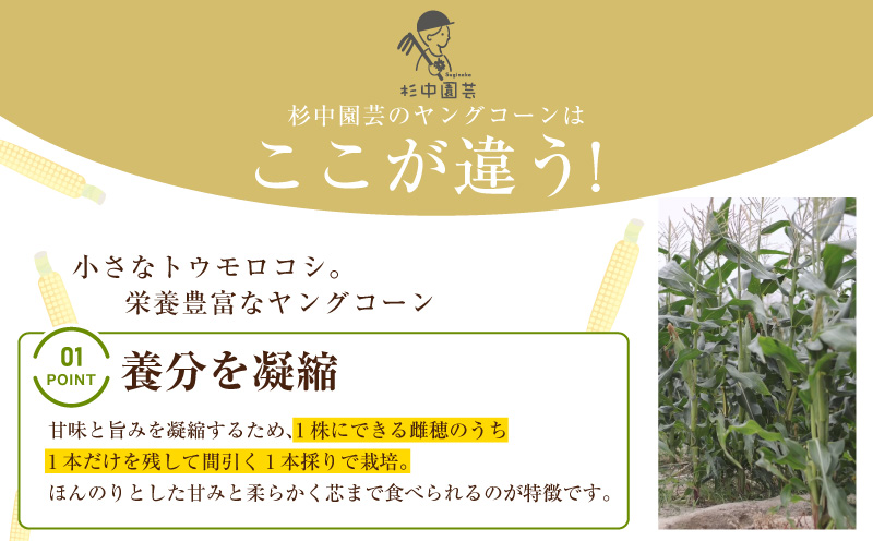 《2027年5月～発送》朝採れ！プレミアム味来のヤングコーン　25本・S099-080