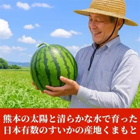 【先行予約】 熊本県産 甘い ご家庭用 大玉すいか スイカ 約8kg以上(1玉入り)(益城町)【1684336】