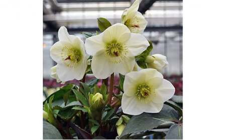 【先行予約】 花 クリスマス ローズ 冬の貴婦人 氷の薔薇ホワイト 白 開花株 4.5号 冬 季節 ガーデン ガーデニング 庭 贈答 プレゼント ギフト 植物 2026年1月中旬より発送開始 オンライ