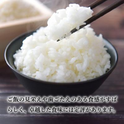 ふるさと納税 関市 【岐阜県代表品種】令和7年産ハツシモ米　白米10kg【11月20日以降順次発送】 |  | 01