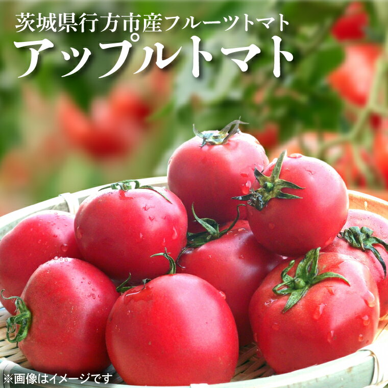 【ふるさと納税】【2026年6月より順次発送】東山農園のアップルトマト 約1.5kg｜トマト とまと 野菜 やさい アップルトマト 新感覚 濃厚 先行予約 フルーツ フルーツトマト 茨城県 行方市 ふるさと納税(FP-1)