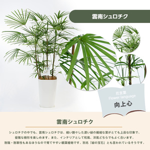 【観葉植物】雲南シュロチク 100cm～120cm 前園植物園 IB002-012 観葉植物 ※北海道・沖縄・離島配送不可