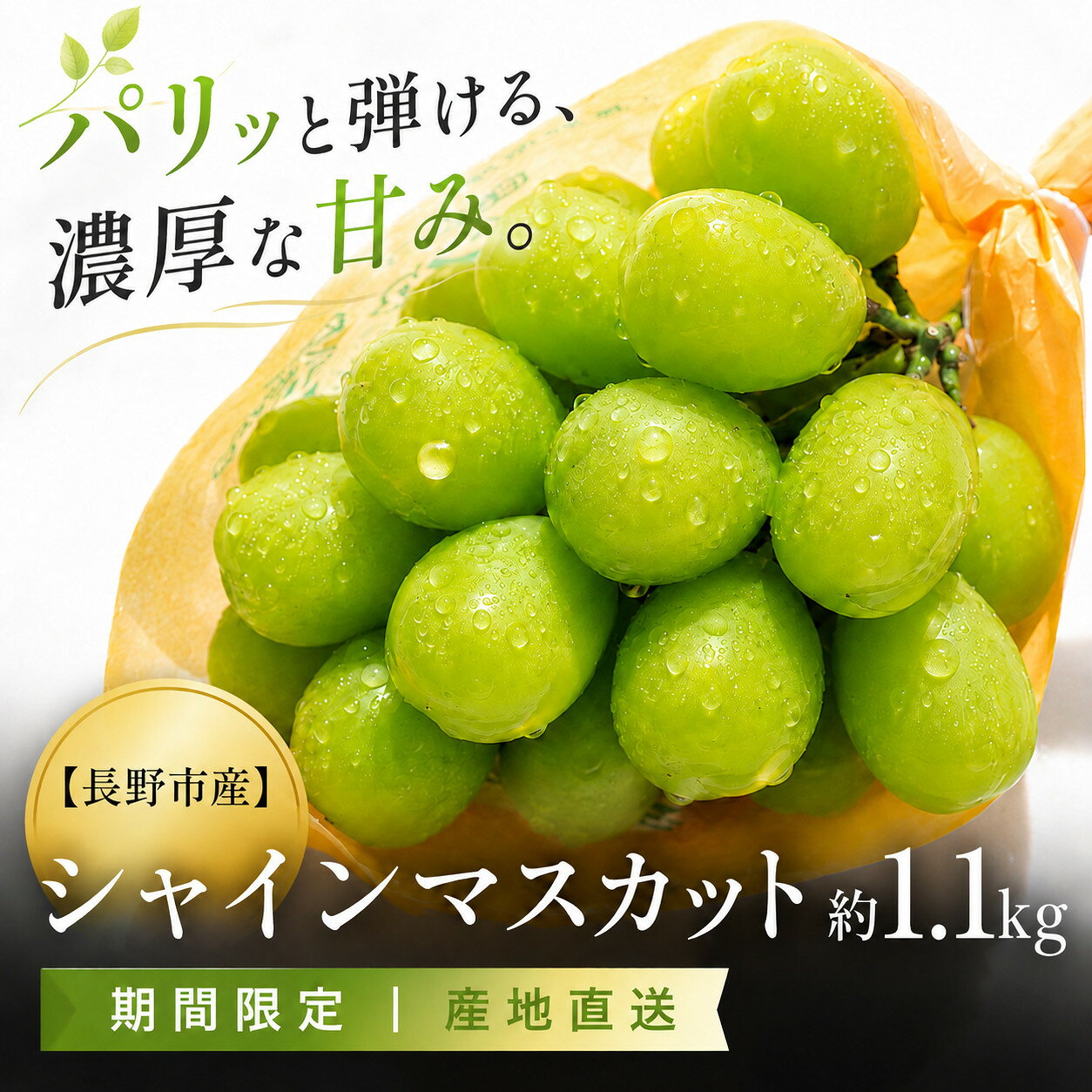 【ふるさと納税】長野市産 シャインマスカット約1.1kg（2～3房）【2026年発送】 | 果物の名産地長野から発送 種無しぶどう 旬のフルーツ マスカット 葡萄 くだもの クール便でお届け 期間限定 産地直送