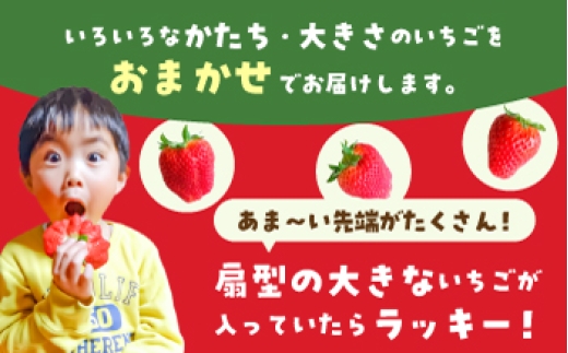 【全3回定期便】いちごさん