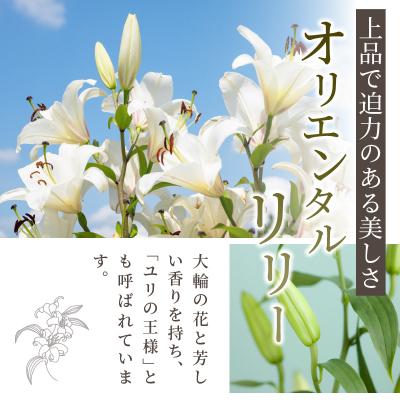 ふるさと納税 都農町 【2週間以内発送】「オリエンタルリリー ユリ」(ピンク) 計6本 百合 国産_T045-0021 |  | 01