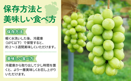 【東御こもだ果樹園】冬ギフト・シャインマスカット２房 贈答化粧箱入（合計約800～900g）農薬節減長野県認証 | 長野県 長野 東御市 人気 ぶどう 贈答用 フルーツ 果物 おすすめ 厳選 種無し 
