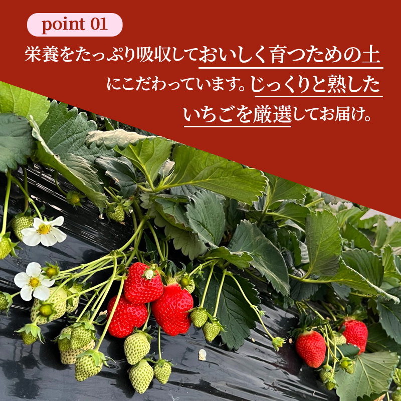先行予約 【いちご 完熟 奈乃華 約540g(270g× 2パック ) 佃農園