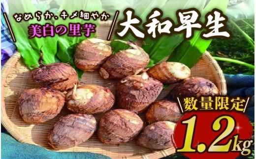 里芋 「大和早生 」 新鮮 採りたて 1.2kg 令和7年産 栽培期間中農薬不使用 希少さといも サトイモ 芋 イモ いも 特産品 野菜 つぐちゃん畑 新潟 新潟県 新発田産 新発田市 tsuguchan007