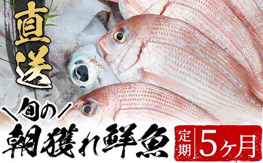 
産地直送！朝獲れ鮮魚５か月定期便 鮮魚 詰め合わせ セット 直送 ボックス【E-134H】
