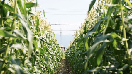 【2026年発送先行予約】山梨県産ゴールドラッシュ2Lサイズ×6本セット SWBS001