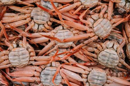 【先行予約】海から直接、あなたの食卓へ。 新鮮さが自慢の香箱ガニ（180〜200g×3杯）（特大）ボイル