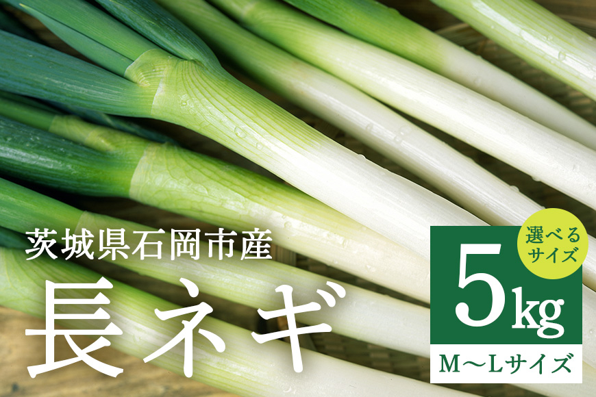 
            長ネギ 5kg サイズ 選べる（ Lサイズ / Mサイズ / L・Mサイズ ミックス ） 白ねぎ ねぎ ネギ 葱 国産 冷蔵便 茨城県産 野菜 グリーン ベジタブル 加熱調理 鍋 焼きねぎ 薬味 家庭用 業務用 産地直送 農園直送 茨城県 石岡市 (A34-001,A34-002,A34-003) (A34-000)
          