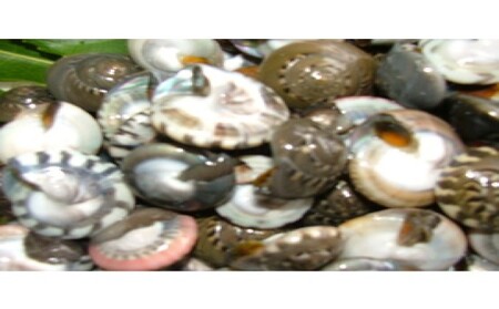 珍味 ながらみ 貝 1kg ボイル 海鮮 魚介 珍味