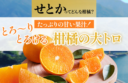 せとか家庭用（1kg） [K003710K1] 人気商品 国産 高級フルーツ 人気商品 みかん 柑橘 フルーツ 果物 乃万青果 のま果樹園 せとか 高級柑橘