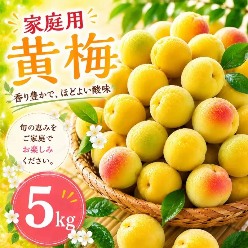 黄梅 家庭用 南高梅 5kg+250g（傷み補償分） / 梅 梅ジュース 梅酒 梅干し 訳あり 和歌山 ※2026年6月下旬～7月下旬に順次発送 ※北海道・沖縄・離島への配送不可 【ikd510-cc-5】