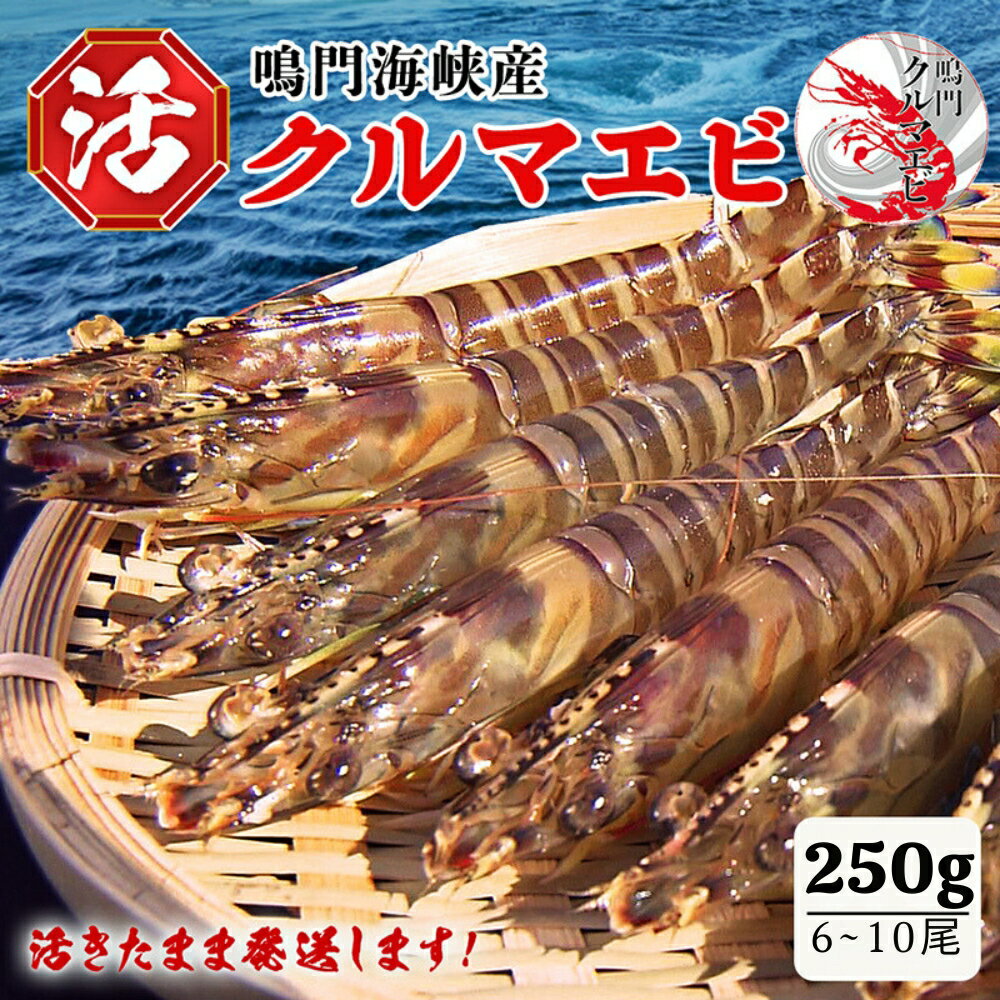 【ふるさと納税】【予約受付中・8月頃より順次発送】鳴門 活き クルマエビ 250g（6~10尾）国産 くるまえび 車海老 車えび 刺身