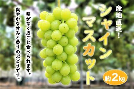 ぶどう シャインマスカット 約2kg 産地直送 ぶどう