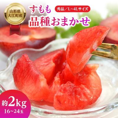 ふるさと納税 大江町 山形県大江町産 品種おまかせ すもも【2026年8月上旬〜順次発送予定】 004-012