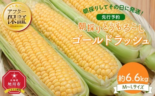 【26年先行予約】朝採り とうもろこし ゴールドラッシュ 約6.6kg (M～Lサイズ×20本)(2026年8月中旬発送予定) 【 人気 北海道産 糖度 生 野菜 スイートコーン 産地直送 バーベキュー BBQ コーン 旬 お取り寄せ 旭川市 北海道 】_01708