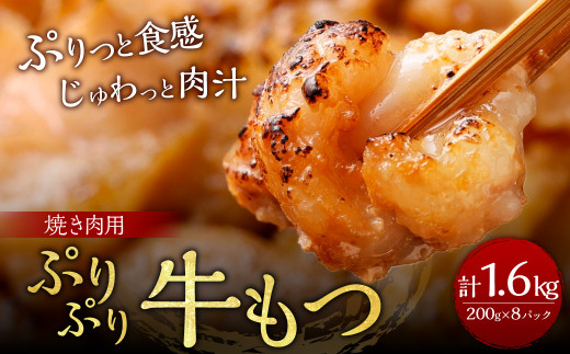 大容量1.6kg！ぷりぷり牛もつ　焼肉用　 5707816