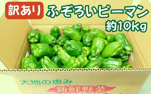《 朝採れ / 農家直送 》【訳あり】ふぞろいピーマン 大容量 10kg ピーマン 新鮮野菜 新鮮 サラダ 野菜 ぴーまん BBQ 規格外 訳あり お取り寄せ 美味しい 料理 おうちごはん 新鮮 国産 日本産 岩手県 一関市 東北