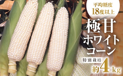 【先行予約】渥美半島産　青木さんちのとうもろこし　ホワイトコーン 10本～12本 約4kg とうもろこし デザート 農家直送 送料無料 朝採れ コーン 野菜 キャンプ BBQ バーベキュー おやつ 田原市 渥美半島 愛知県 夏 旬