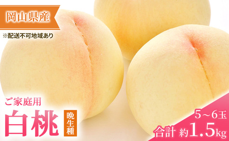 桃 2026年 先行予約 ご家庭用 白桃（晩生種）5～6玉 合計約1.5kg  岡山県産 桃