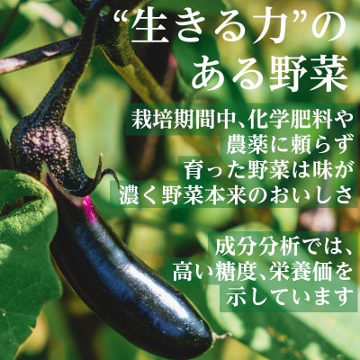 【毎月定期便】有機野菜　Mセット　オーガニック 野菜 セット　有機JAS　しあわせ野菜畑　全12回【配送不可地域：離島・北海道・沖縄県・四国・九州】