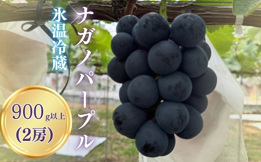 【2026年先行予約】氷温保存ナガノパープル 900g以上（2房）｜ナガノパープル ながのぱーぷる ぶどう 種無し 黒ぶどう 皮ごと 信州  長野 長野県 千曲市