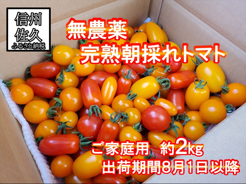 
                  【無農薬】朝採れ！完熟トマト約2kg【家庭用】〈2026年8月1日～2026年10月31日出荷／北海道・九州・沖縄・離島は配送不可〉　トマト 高原野菜　産地直送　新鮮　旬彩　期間限定 【長野県 佐久市 旬彩 】
                