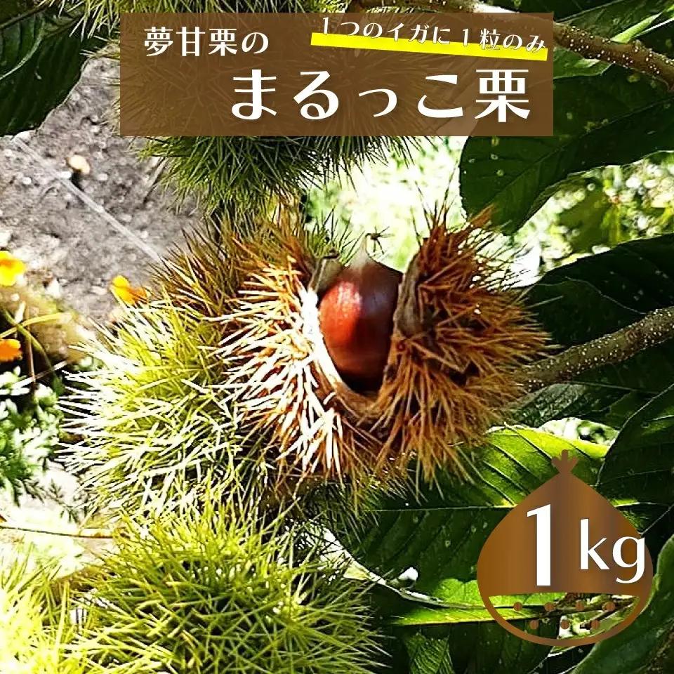 【ふるさと納税】＜まるっこ栗 秀品 夢甘栗 （約1kg）＞生栗 くり 和栗 国産 クリ【冷蔵】先行受付 おすすめ 旬 高知県 佐川町 仁淀川流域夢甘栗生産者組合 くり蔵 1つのイガに1粒のみ 希少　＜2026年10月中旬以降（予定）発送＞