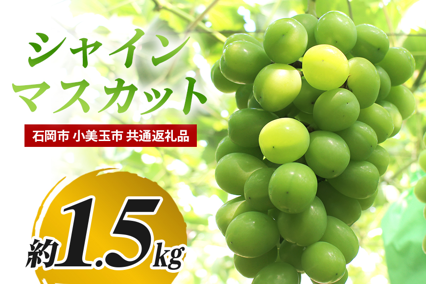 【数量限定・先行予約】 シャインマスカット 約1.5kg 《9月1日〜10月10日発送予定》 ぶどう ブドウ 葡萄 果物 くだもの フルーツ（石岡市 小美玉市 共通返礼品）67-F