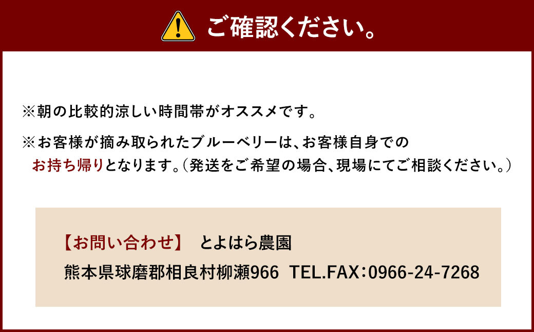 ブルーベリー摘み取り体験 (1名様)