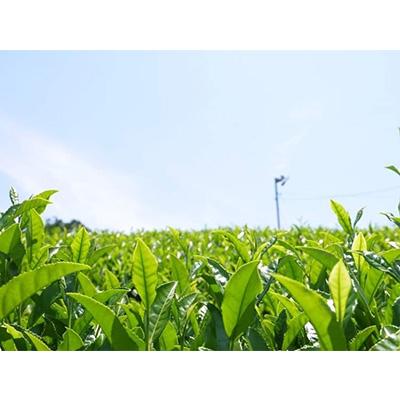 ふるさと納税 ふじみ野市 ティーバッグ5種セット【品評会入賞銘茶・狭山茶、ほうじ茶、抹茶入り玄米茶、和紅茶】 |  | 03