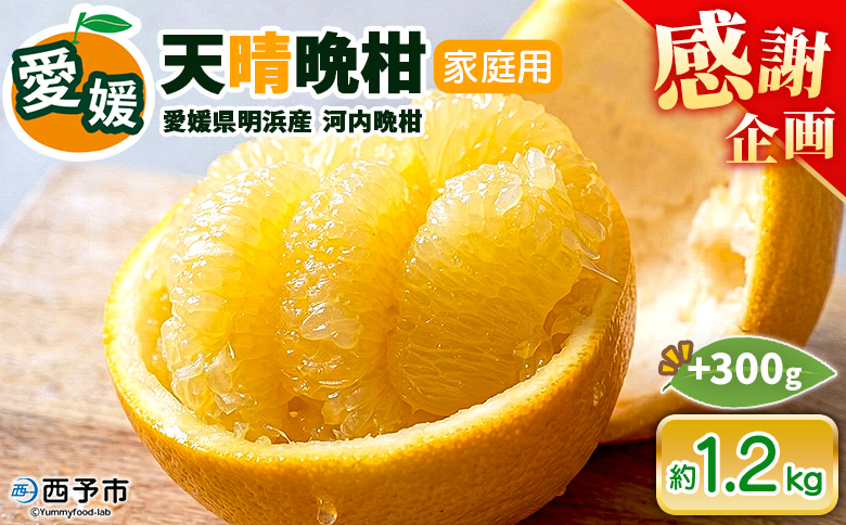 先行予約受付＜天晴晩柑（河内晩柑）家庭用 約1.2kg＋300g＞『2026年4月上旬～5月下旬迄に順次出荷予定』感謝企画 訳アリ 訳あり 果物 柑橘 みかん 和製 グレープフルーツ 食べて応援 特産品 株式会社笑丸 愛媛県明浜産 愛媛県 西予市【常温】