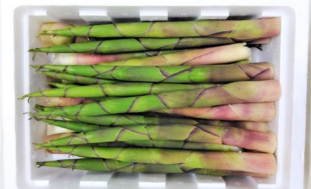 蔵王根曲がりタケノコ　１ｋｇ　0098-2601