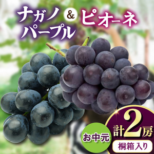 【お中元 熨斗付】 桐箱入り ナガノパープル 1房・ ピオーネ 1房 ＜2026年8月より順次発送＞ (県内共通返礼品:かすみがうら市産) 先行予約 ぶどう ブドウ 葡萄 フルーツ 茨城 新鮮 (BR