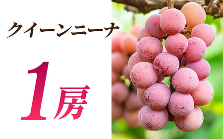 【2026年発送先行予約】ぶどうの宝石 3色 食べ比べセット 計1.2kg（3房）【合同会社 社方園】ぶどう詰め合わせ 熊本 九州産 国産 クイーンニーナ マスカット [ZBZ004]