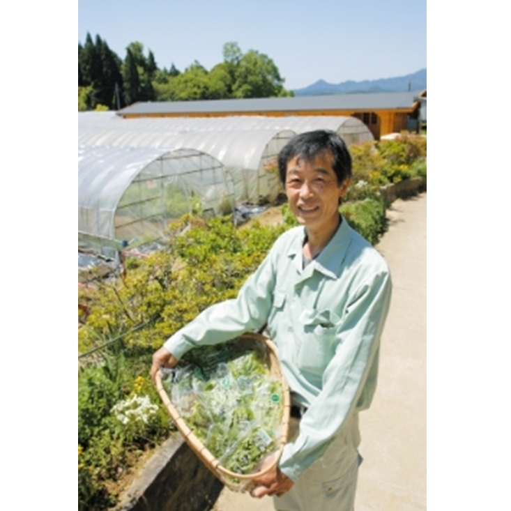 定期便12回 大和当帰 入浴剤 50包 (5包入×10個) /ウェルネスフーズUDA ふるさと納税 無添加 有機栽培 おすすめ リラックス ストレス解消 ボディケア 肌荒れ改善 疲労回復 送料無料 奈