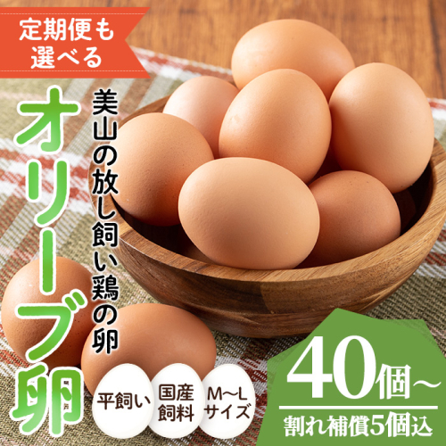 No.779/No.780 ＜定期便も選べる！＞鹿児島県産美山オリーブ卵(40個/定期便・40個×6回連続)  割れ保証付 国産 九州産 鹿児島県産 たまご タマゴ 有精卵 卵 鶏卵 生卵 おかず TKG 卵かけご飯 朝食 定期便 頒布会 数量限定【美山たまご王国】