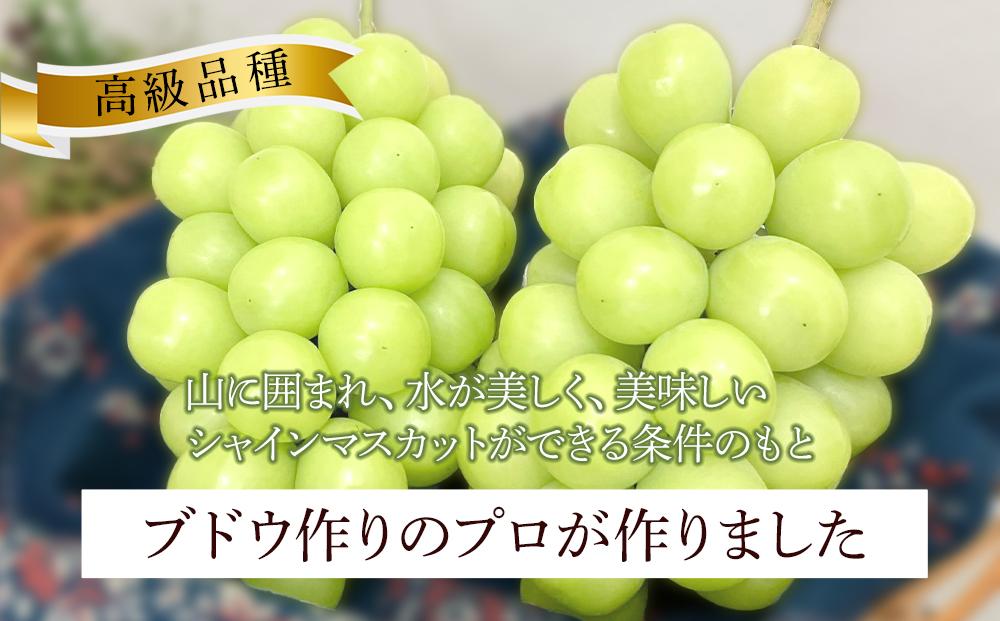 岡山県産 高級 シャインマスカット 700g以上 1房 贈答品＜2024年9月以降発送＞